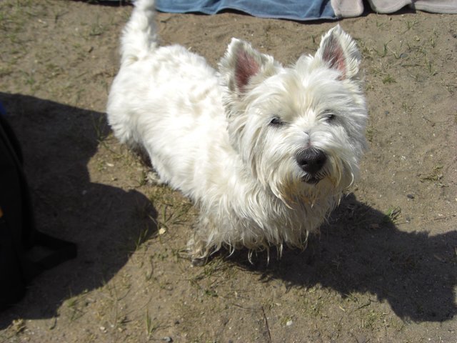 Spürnase Spaik "West Highland White Terrier" am Baerler Waldsee