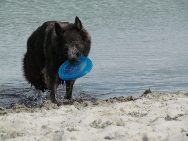 Eine "Wasserratte" im Einsatz