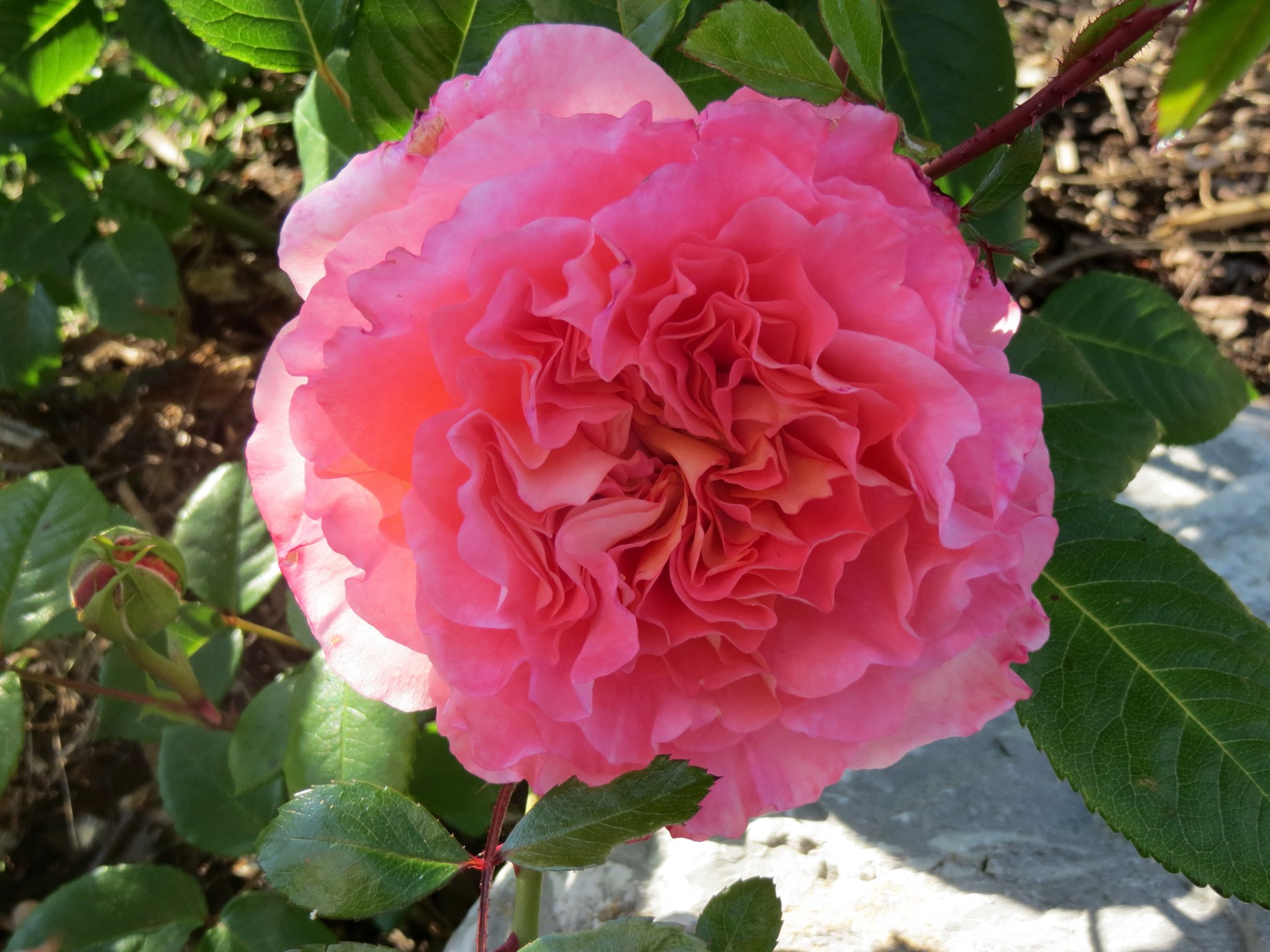 Rot Rot Rot Sind Die Rosen Französisch