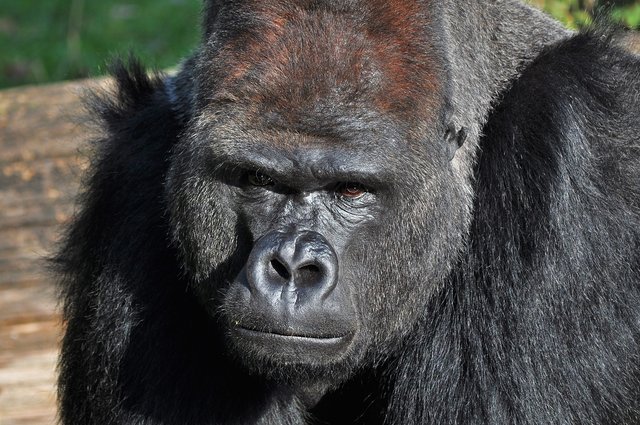 ... hat mich Flachland-Gorillamännchen Ivo bei meinem Besuch im Zoo Berlin