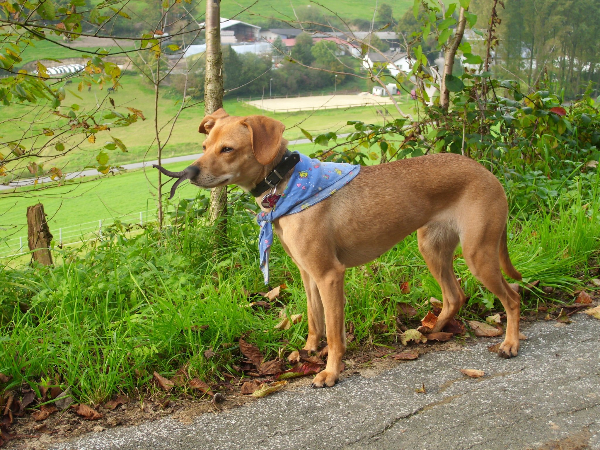 Neue Hunderasse in Langenberg durch Zufall entstanden