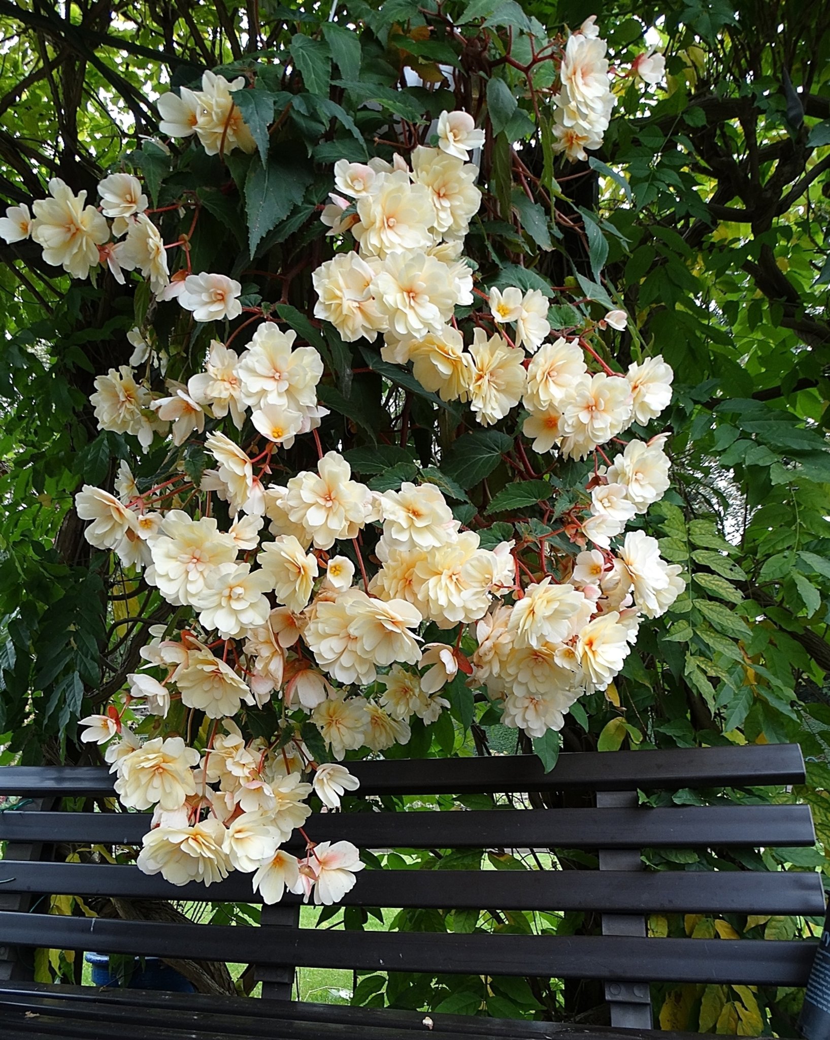 Begonien (Begonia), auch Schiefblatt genannt