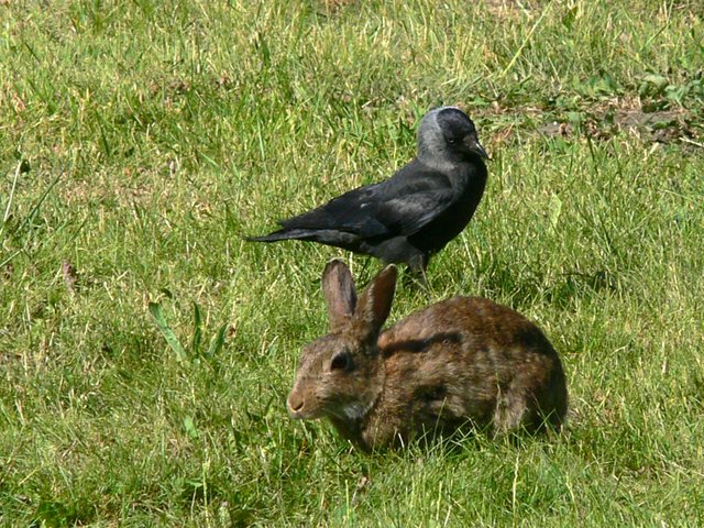 Kaninchen Hast Du Heute Zeit Fur Mich