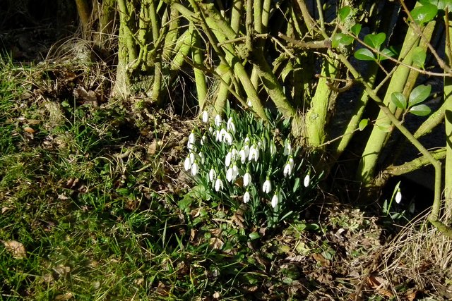 Schneeflockchen Weissrockchen Jetzt Kommst Du Geschneit