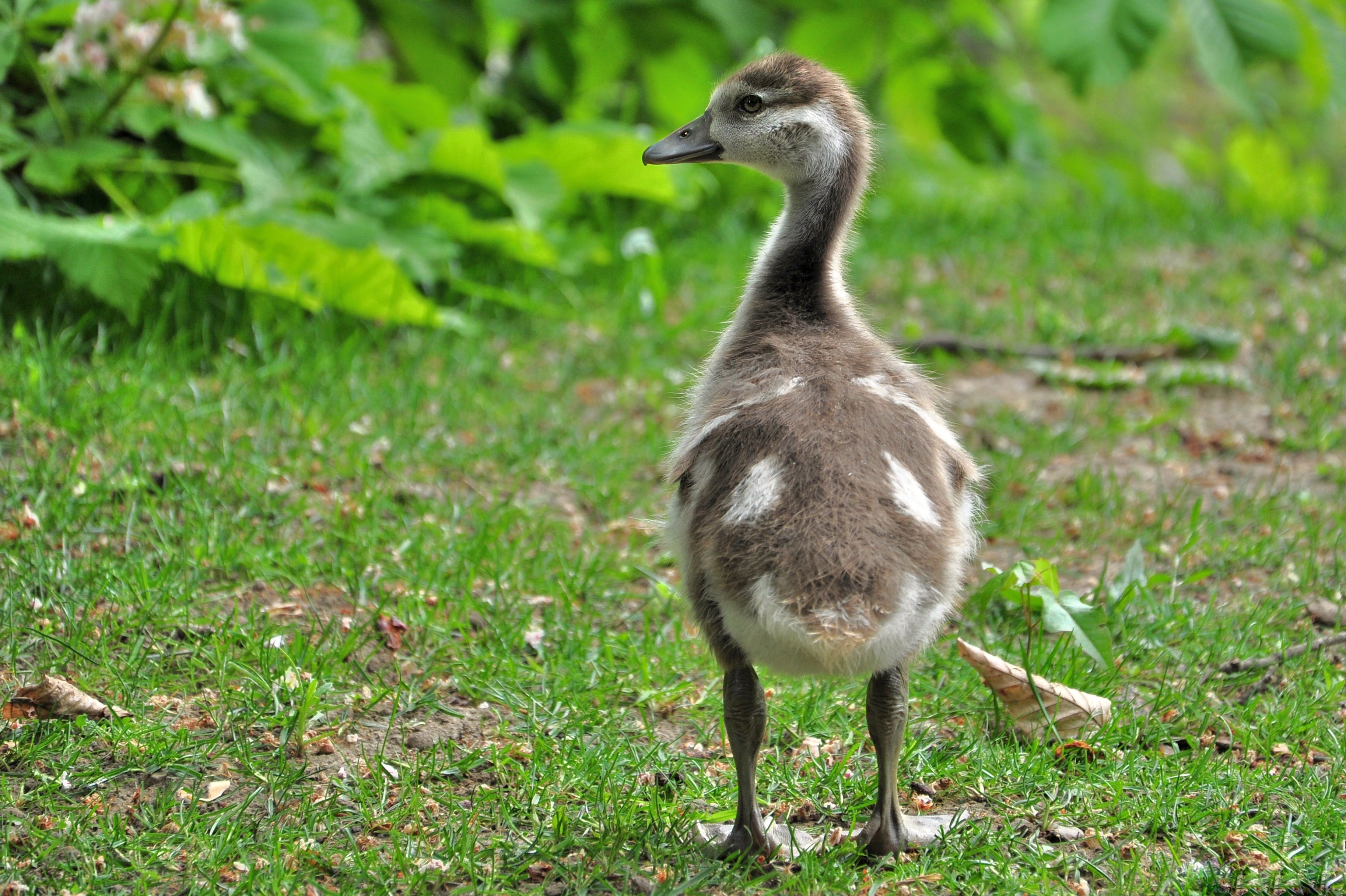 Nilgansküken im Rombergpark - 24.05.2015