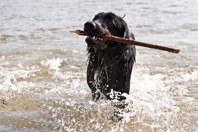 Bogart, spielen ja aber bei dem Wetter nur im kühlen Nass