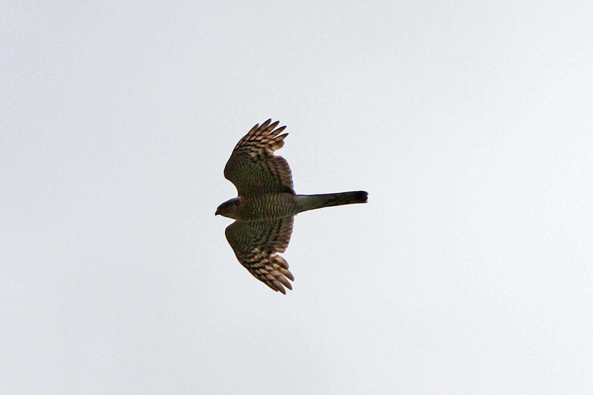 Und plötzlich war kein Vogel mehr im Garten
