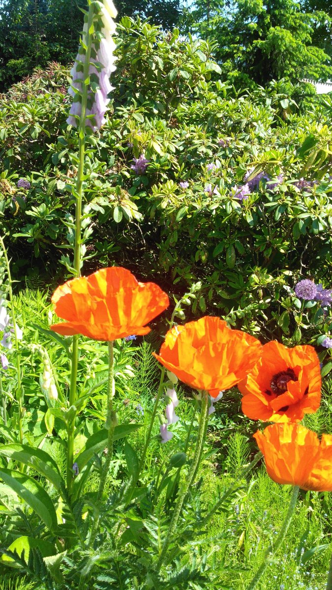 Es Bluht Der Mohn So Schon