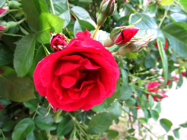 Rot Rot Rot Sind Die Rosen Französisch