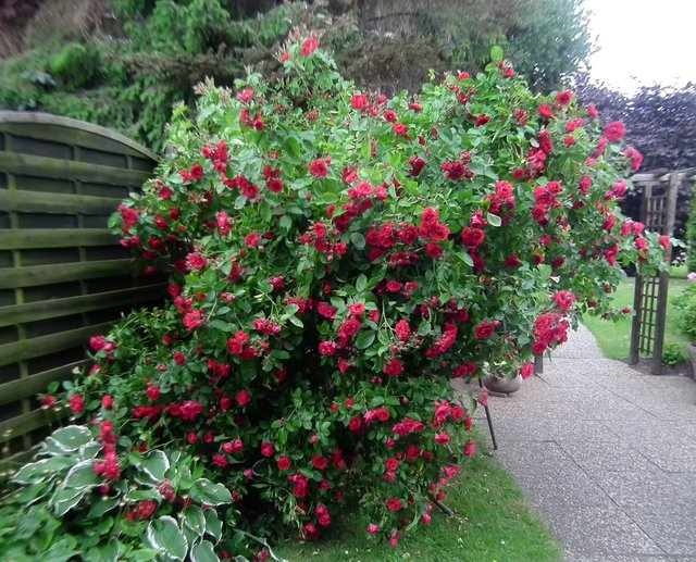 Rosenstrauch im Garten, Sonntag, 14.06.2015, 18.00 Uhr