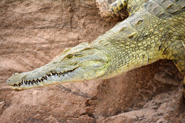 Krokodil auf einer Sandbank im Rufiji-River. Entfernung ca. 7 Meter