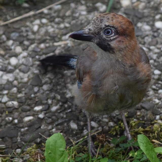 Juniors erster Besuch im Garten