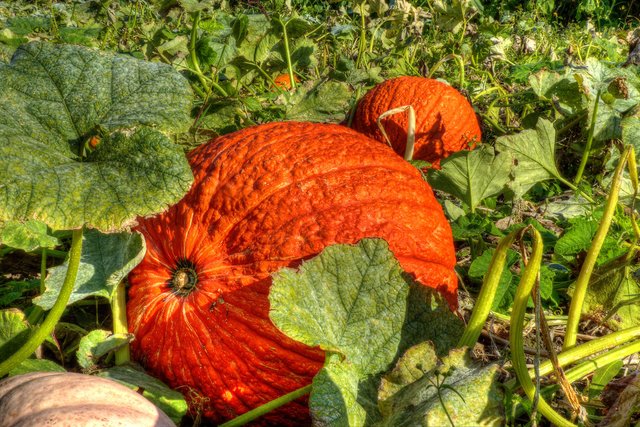 Die Letzen Kurbisse Werden Geerntet Ende September Ist Der Kurbis