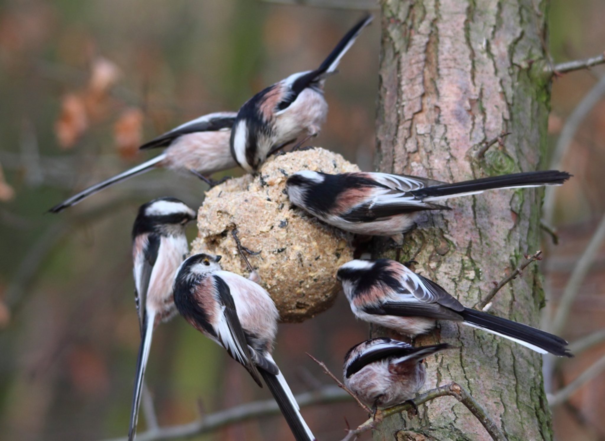 Sieben auf einen Streich