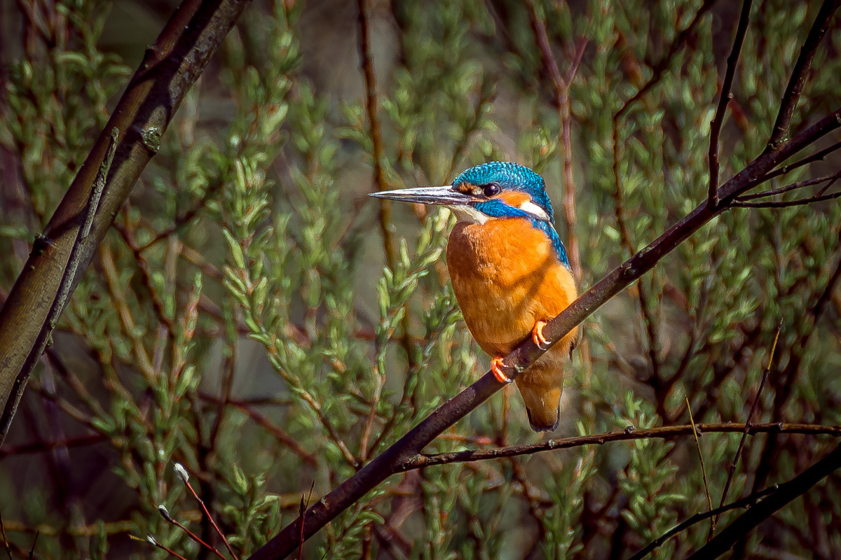 Nach vier Jahren Fotografie ist mir heute endlich mein erstes Eisvogel-Foto gelungen :-)