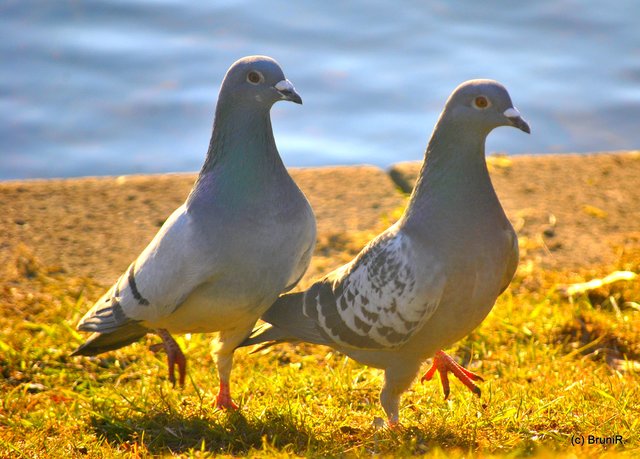 Doppelkopf üben Doppelkopf üben