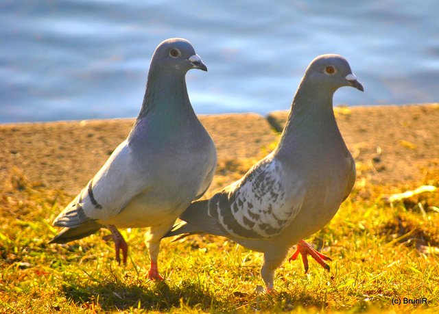 Hier üben wir den Hochzeitstanz - auf der grünen Wiese - wir, das sind wir zwei - der Otto und die Liese!!!