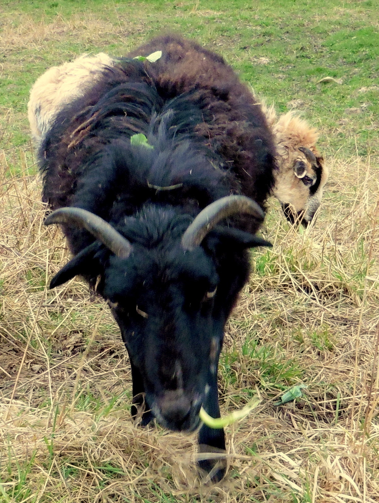 Foto von heute nachmittag. der schwarze guckt schon ganz wild und gibt dem hellen schaf Rückendeckung