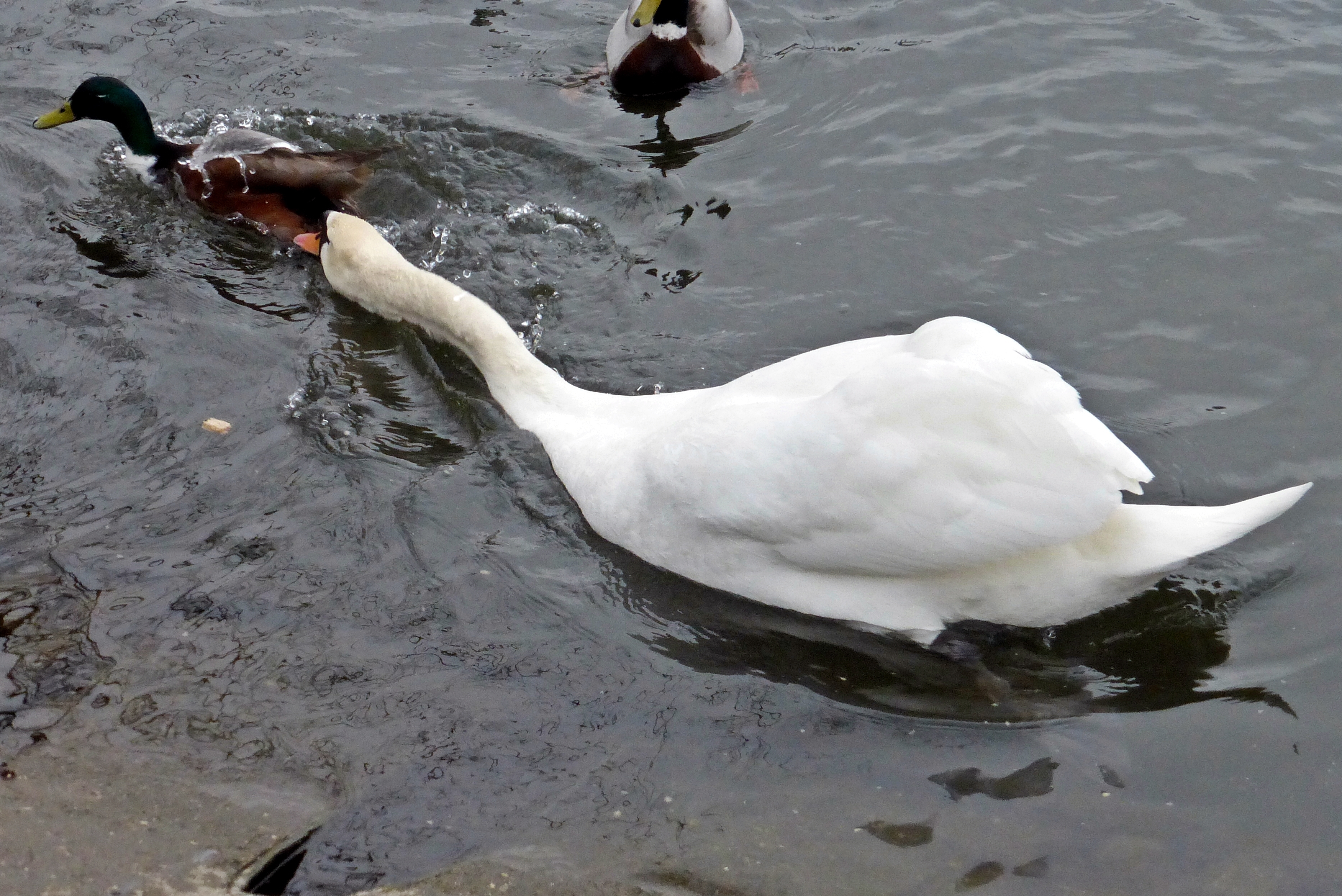 Vorsicht, Herr Schwan ist schlecht aufgelegt! Er schnappt nach allem, was sich in seinen Weg stellt. Da hilft nur Flucht siehe Ente oben im Foto. Die andere hat seinen Schnabel zu spüren bekommen.