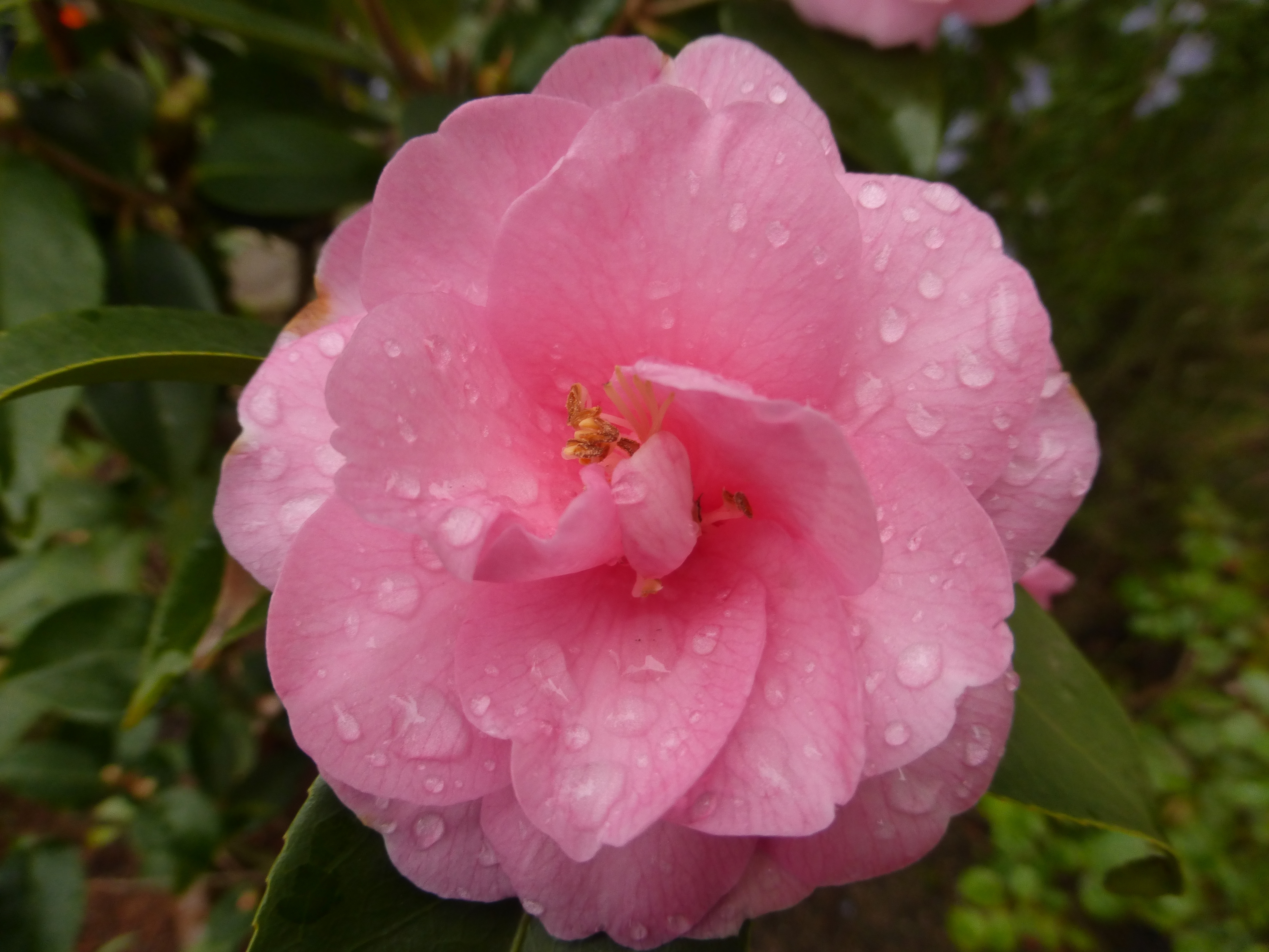 Der Regen verschönert diese Kamelie.