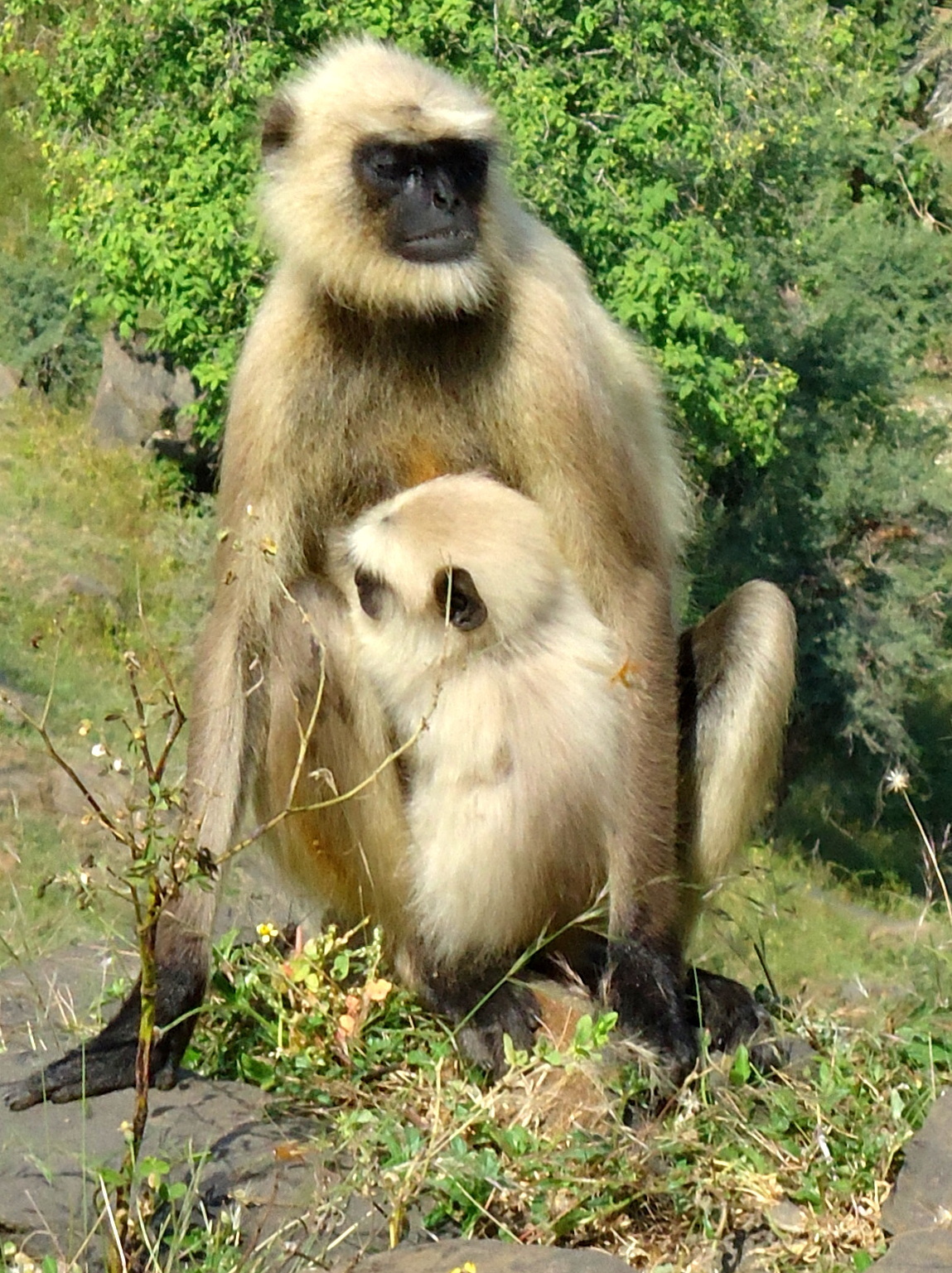 wilde affenherde in Indien. der zug fuhr langsam. die affen waren in ihrem element und klauten alles was es zu klauen gab.