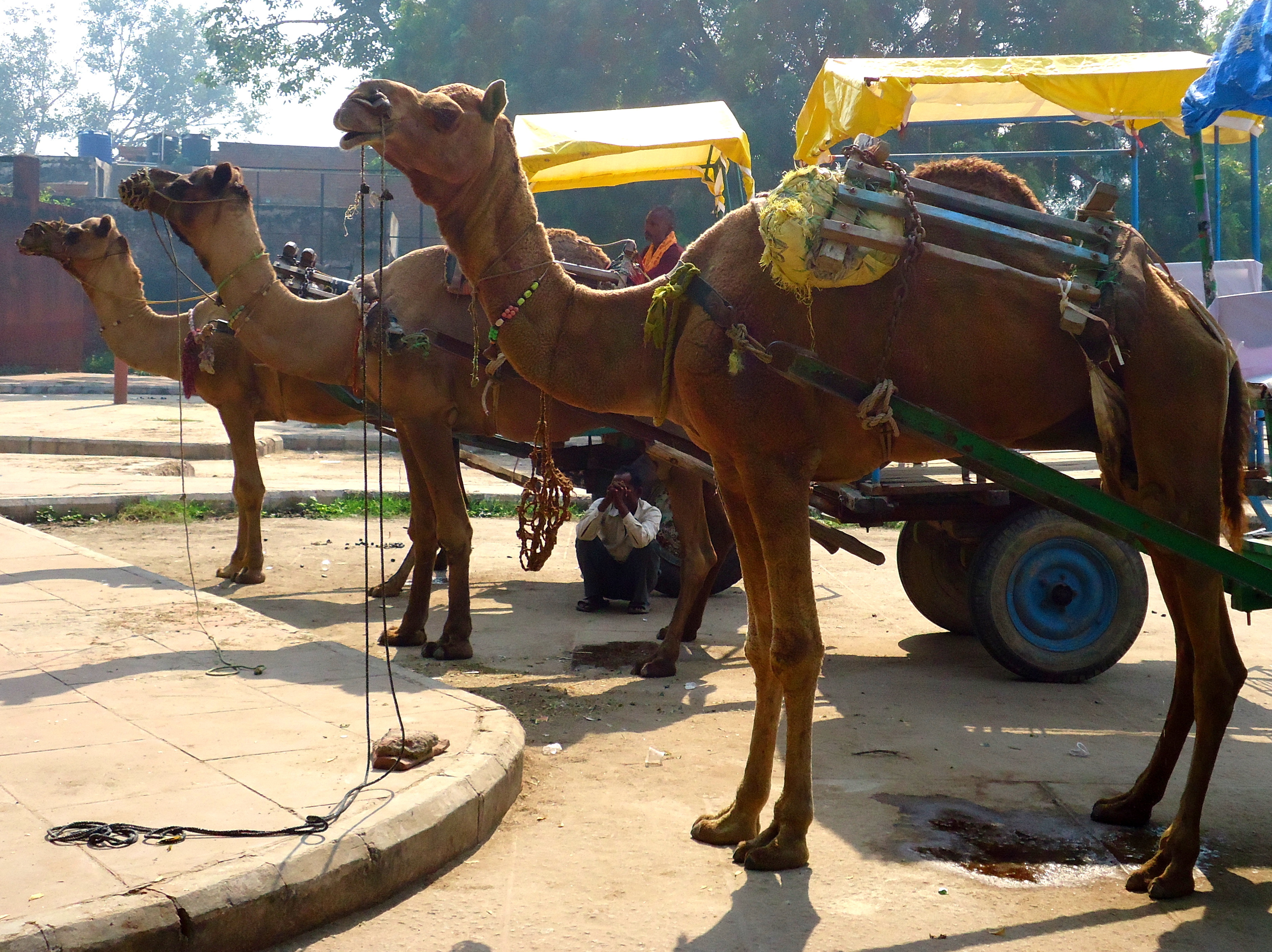 am reifen lehnend im schatten der camele. so schön kann es in Indien sein.