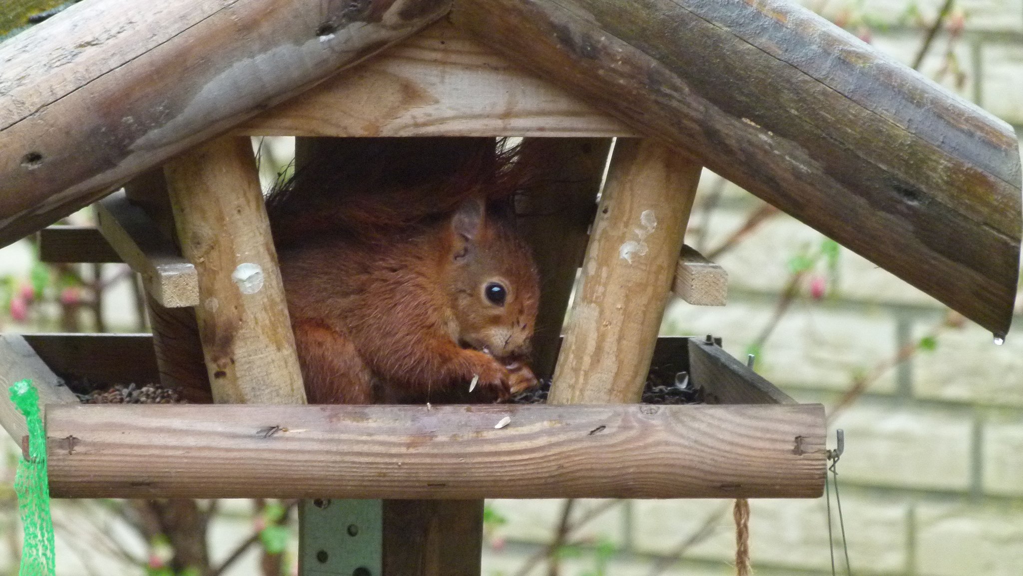 hier lässt es sich aushalten ein Eichhörnchen im Vogelhaus