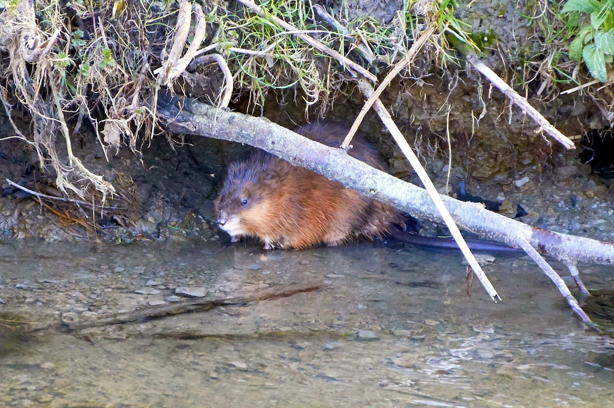 Die Bisamratte ist gar keine Ratte, sondern die größte Wühlmausart und wird leicht mit dem Nutria verwechselt.