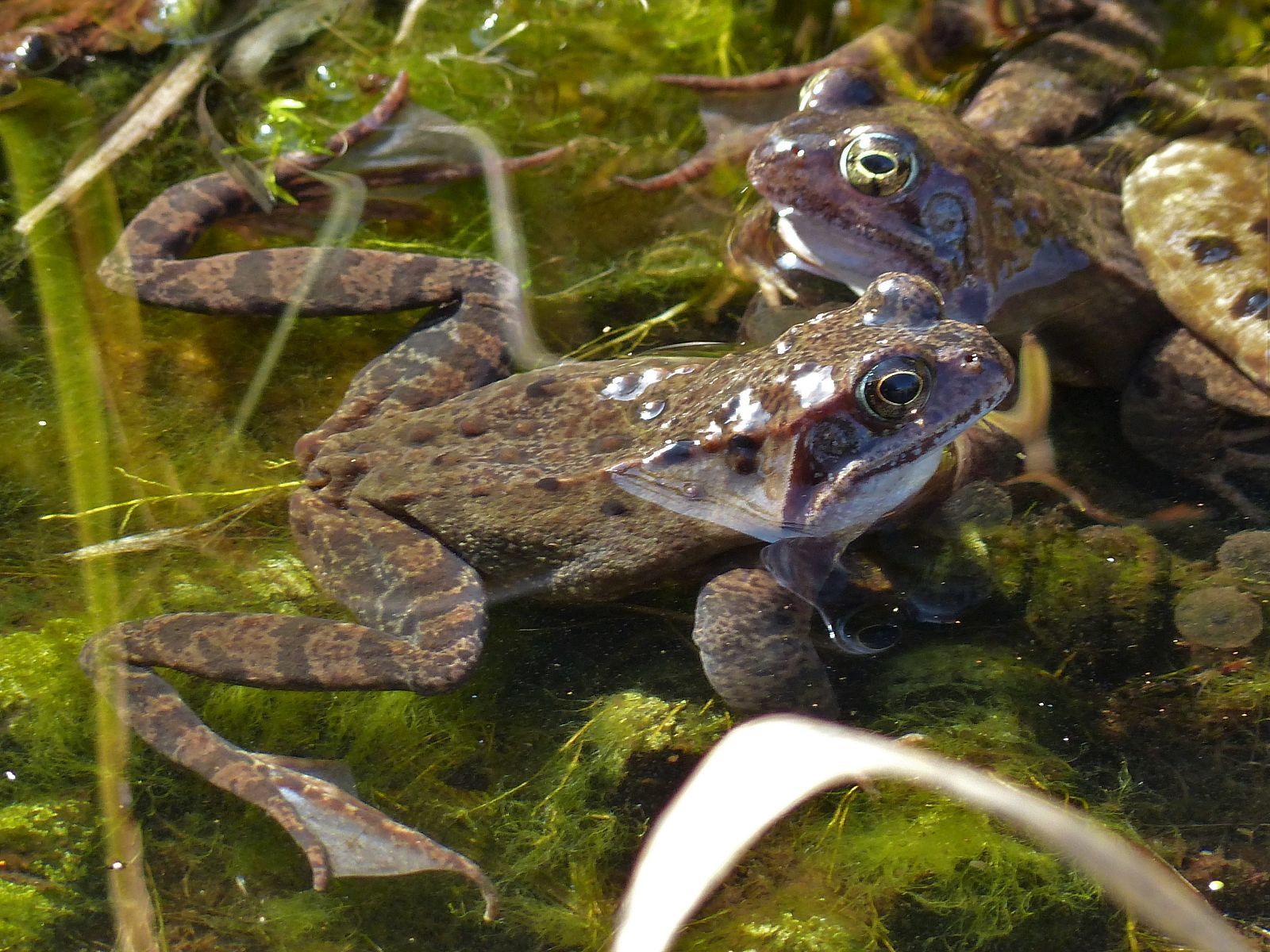 Mindestens 5 Stück dieser Sorte tummeln sich in unserem Teich