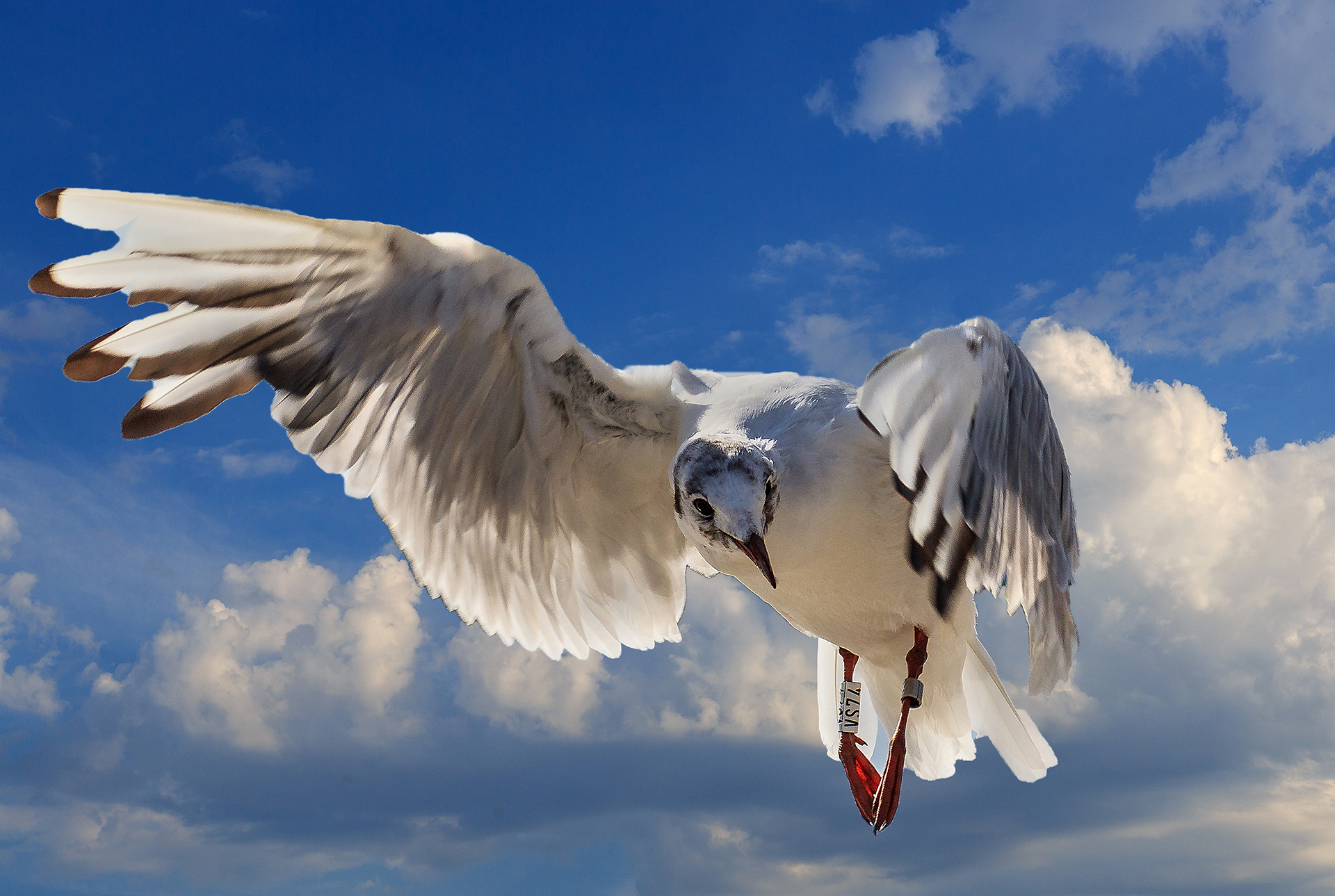 Möwe an der Ostsee