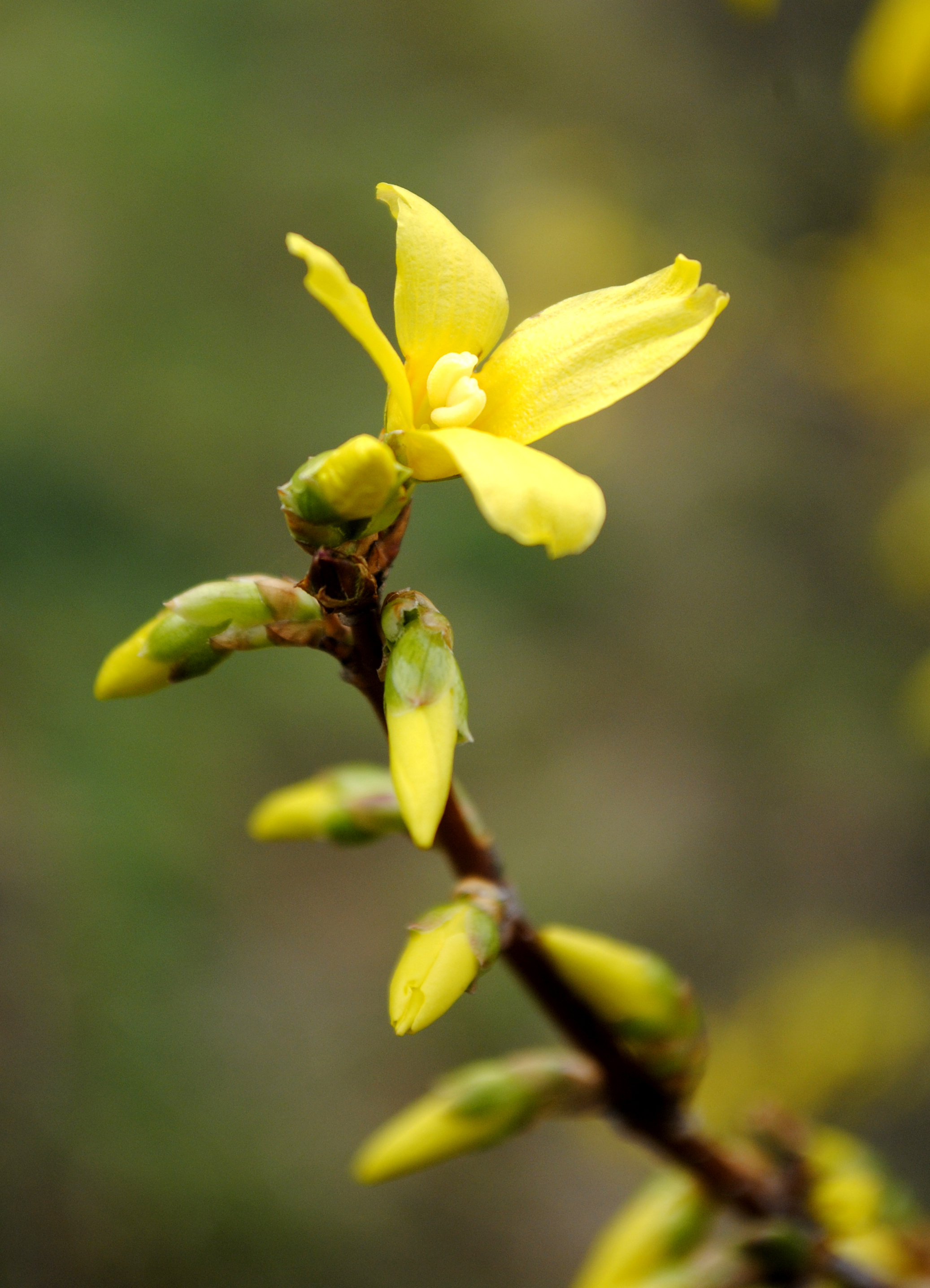 Nach den ersten Frühlingsboten anfang Januar, erwacht so langsam auch der Rest der Natur aus dem Winderschlaf! Hier: Eine der ersten Forsythienblüten 2016.