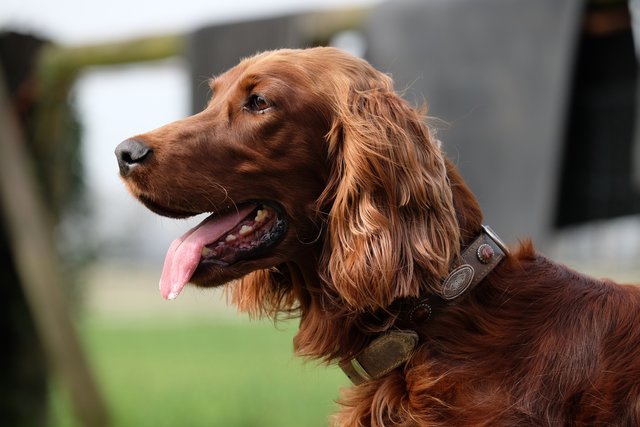 Sally - Irish Red Setter - 6 Jahre - sehr sportlich - sehr hübsch - durchtrainiert - einfach ein klasse Hund