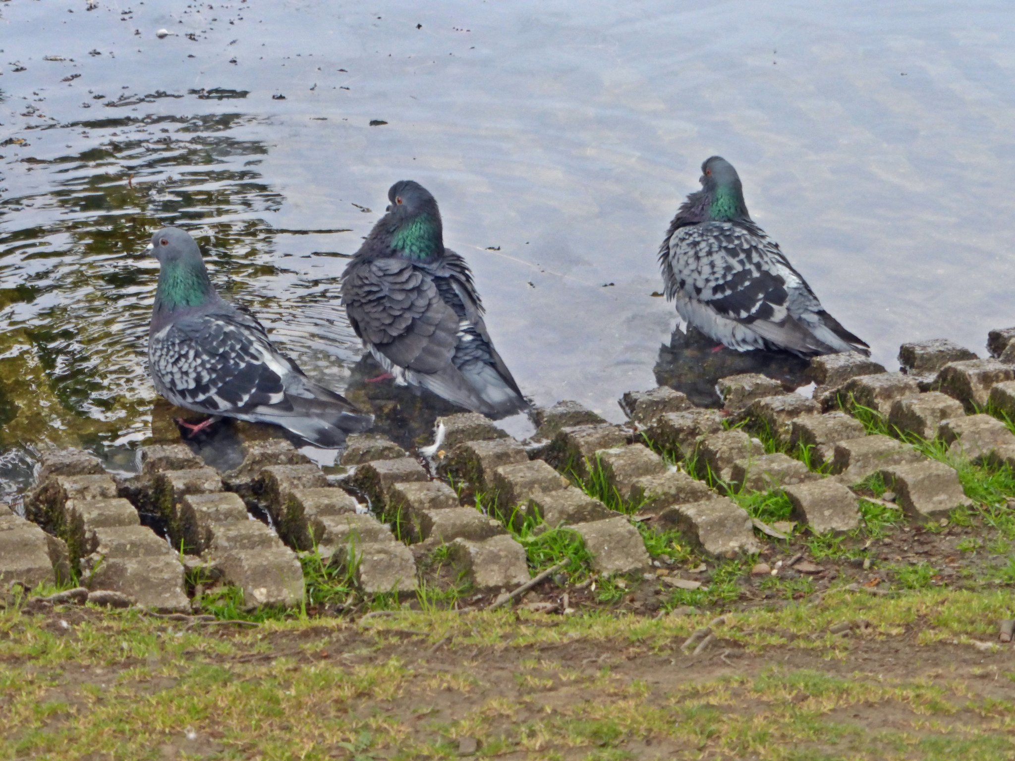 Wir können aber nicht schwimmen!