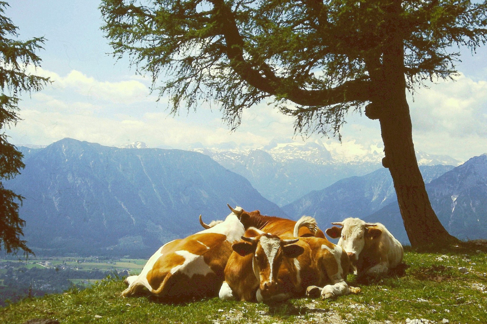 Mittagsruhe auf den Bergen