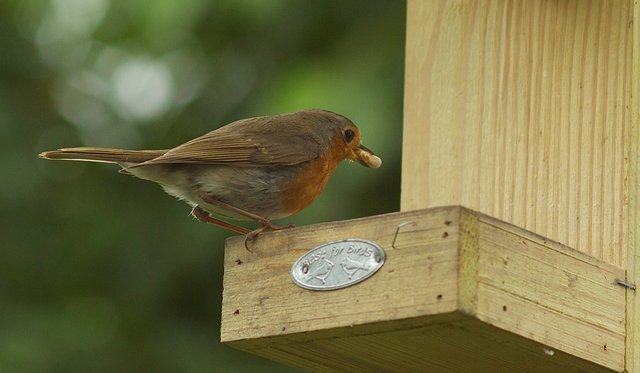 Mein ständiger Begleiter im Garten.