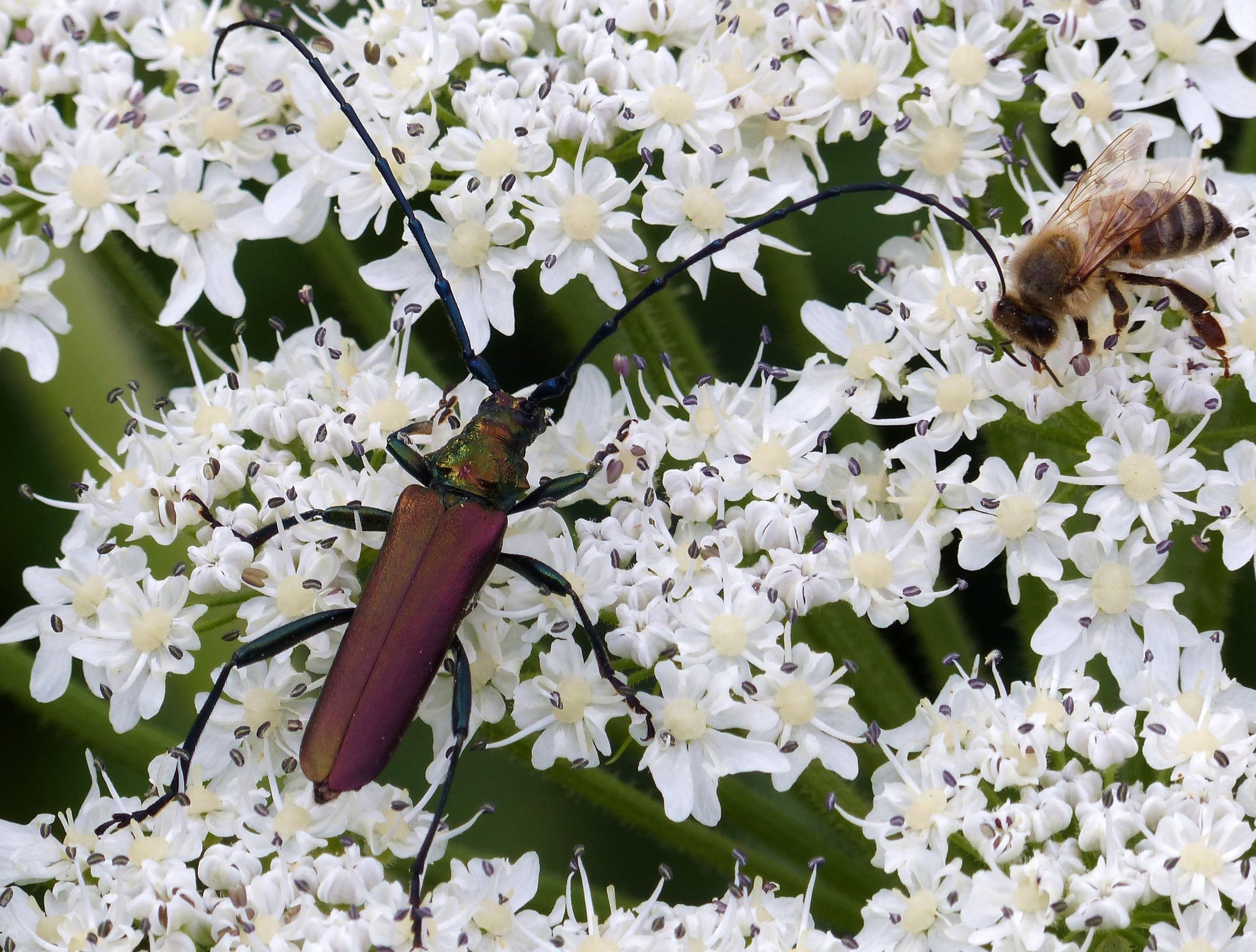Moschusbock (Aromia moschata)