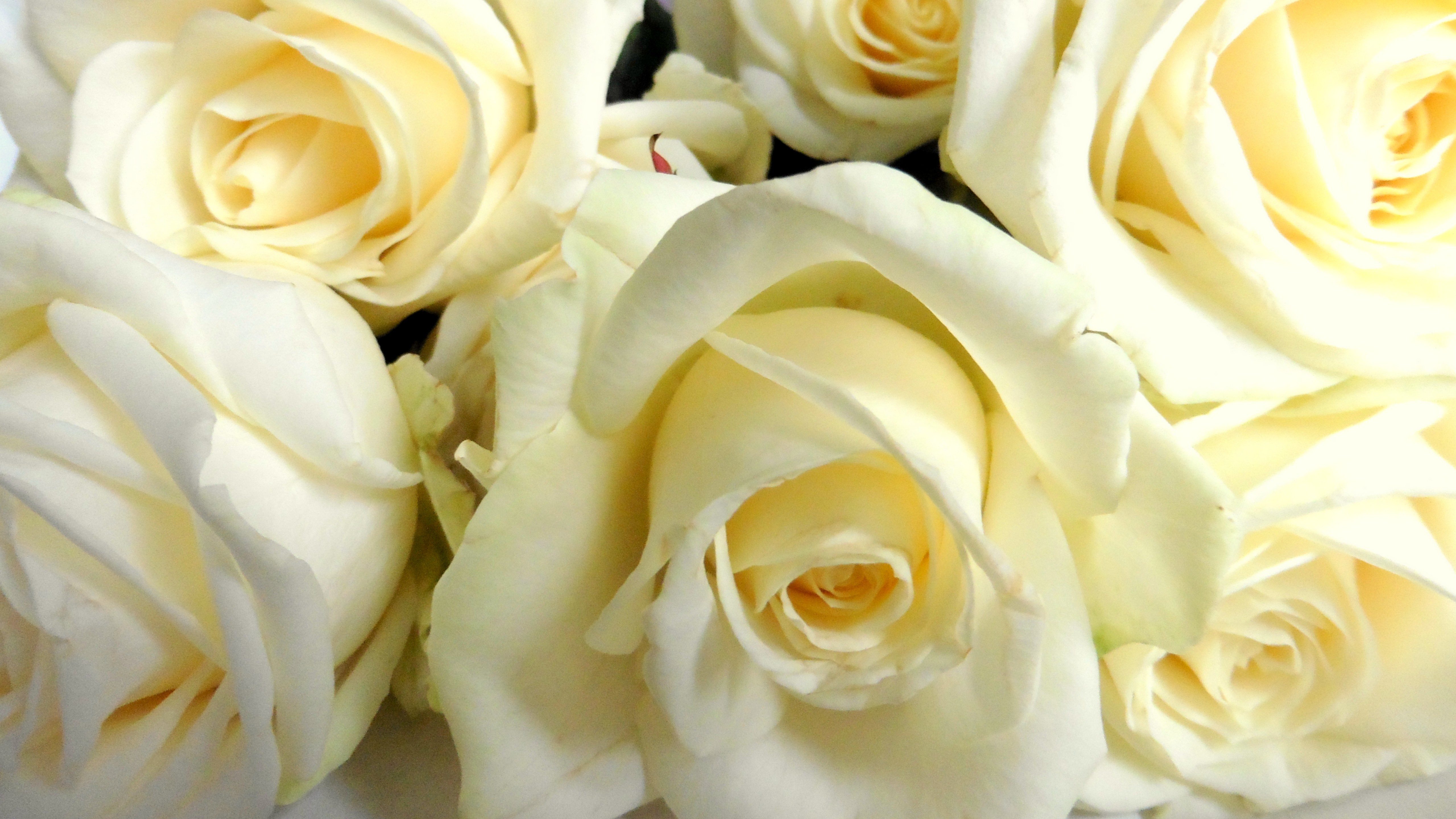wunderschöne helle rosen sollen euch erfreuen.