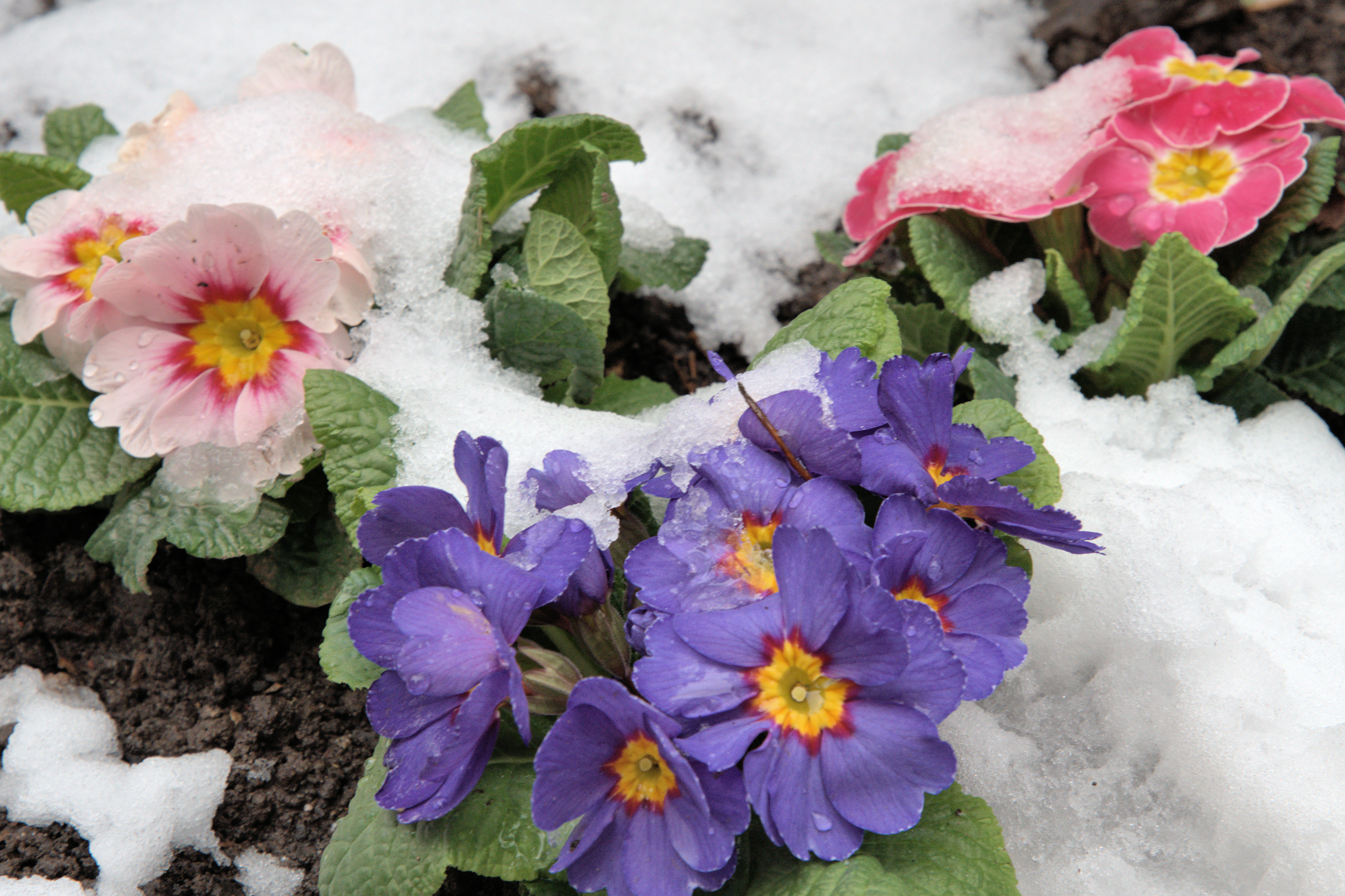 Primula vulgaris-Hybride, Die Primeln haben den Schnee am 11. 02.2017 überstanden.