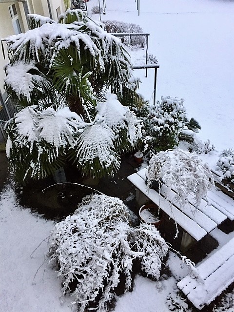 Blick in unseren Innenhof. Gott sei Dank ist der Spuk vorüber. Ich wünsche eine schneefreie und schöne Woche.