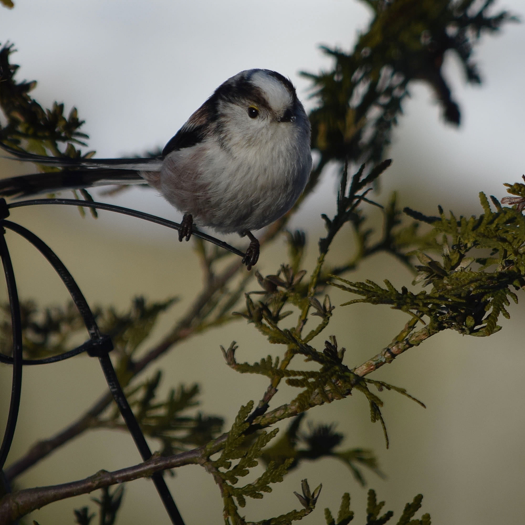 Schwanzmeise (Aegithalos caudatus)