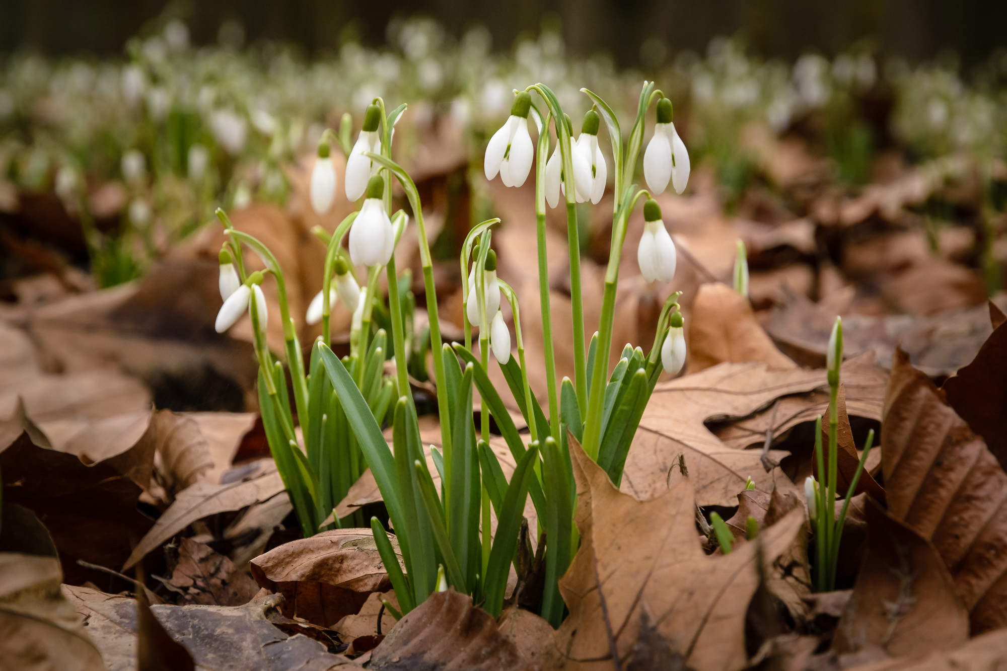 Lasst euch nicht vom trüben Wetter täuschen, auch diese Schneeglöckchen freuten sich heute über den kommenden Frühling. Schönes Wochenende an alle!!