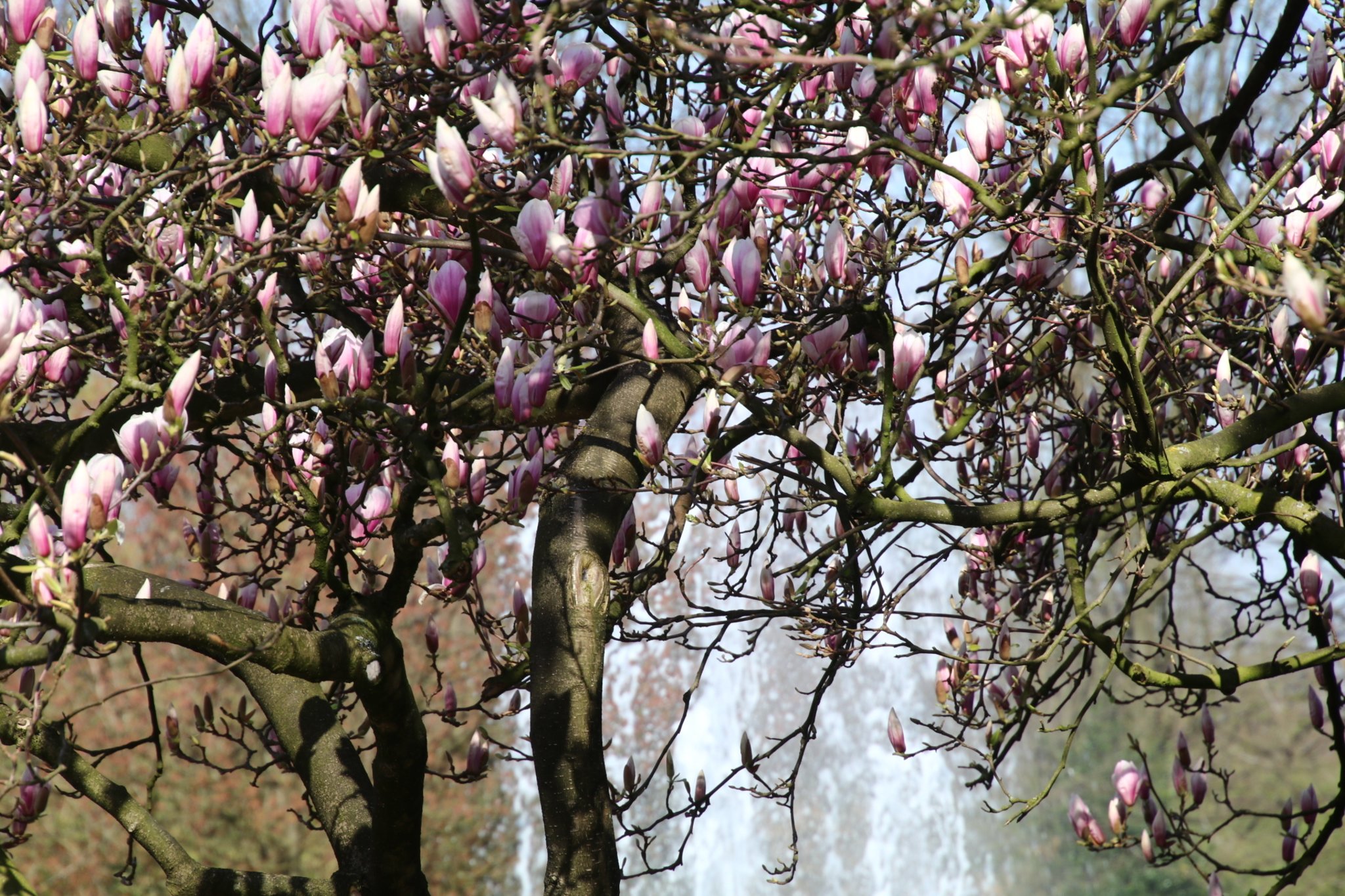 Magnolienbaum im Stadtgarten