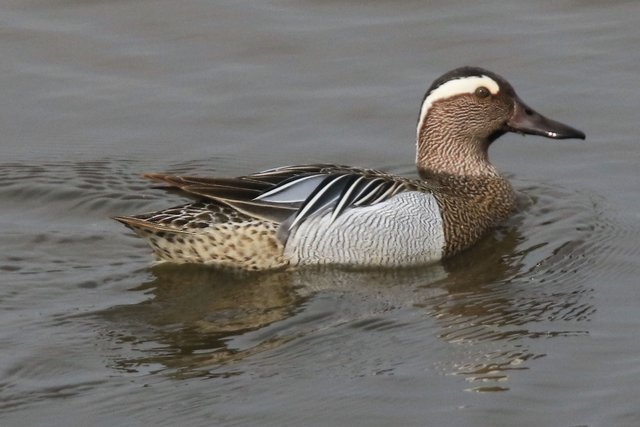 Auf zum Tanz in den Mai . . .