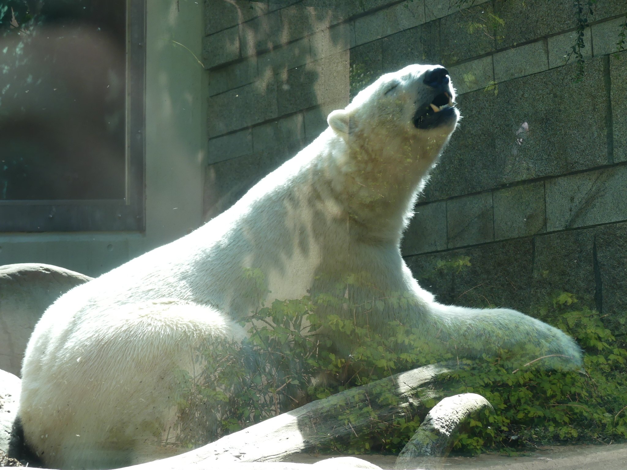 Es Lebt Der Eisbär In Sibirien