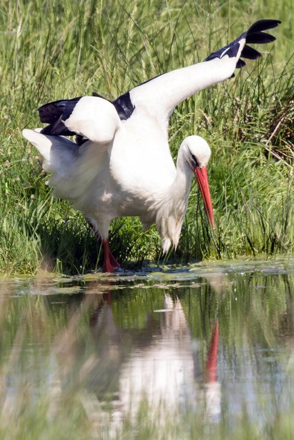 Ich schaue in meinen Spiegel, im Vollbild bin ich noch schöner . . .