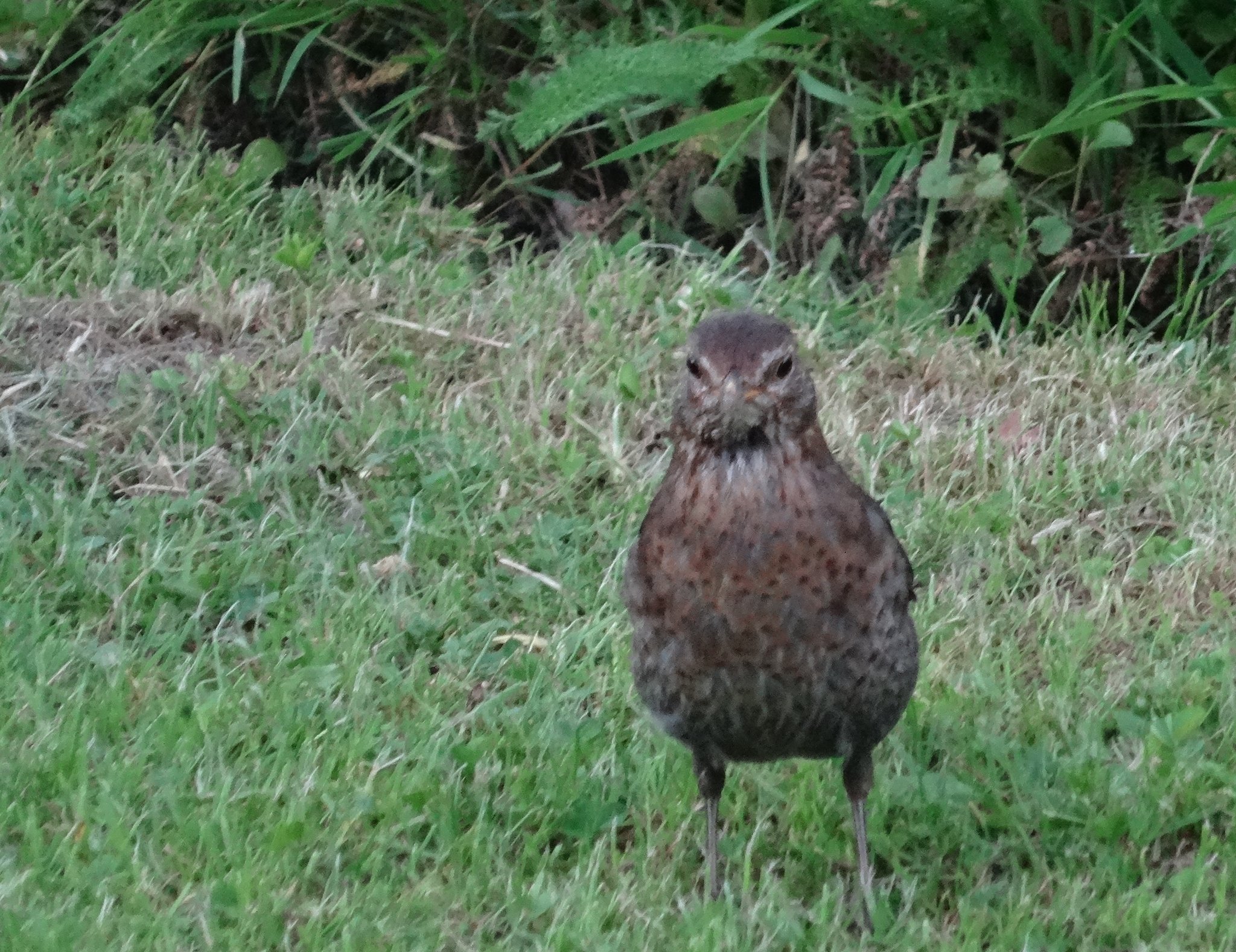Eine Drossel im Garten