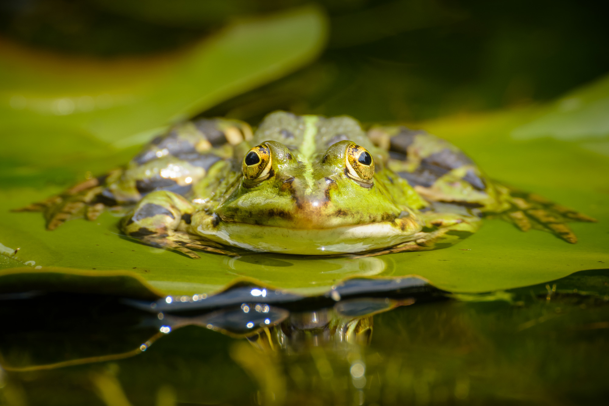 Teichfrosch im Botanischen Garten der Ruhr-Universität Bochum