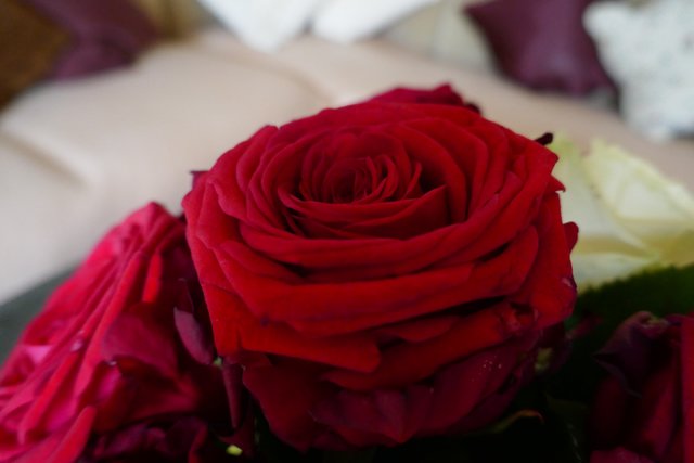 Baccararose