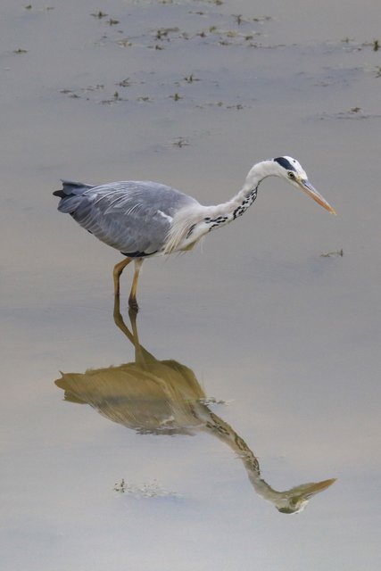 . . . .  wer ist die/der Schönste im ganzen Land!