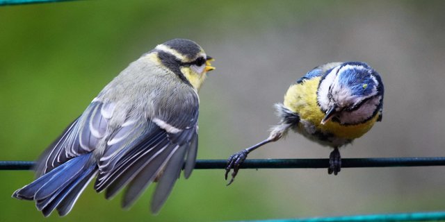 ... ich möchte die Blattlaus auf deinem Kopf haben :-))  Bitte im Vollbild ansehen; wegen der Blattlaus :-))